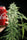 Sageberry Auto