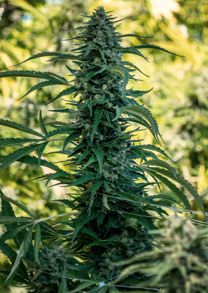 Sageberry Auto