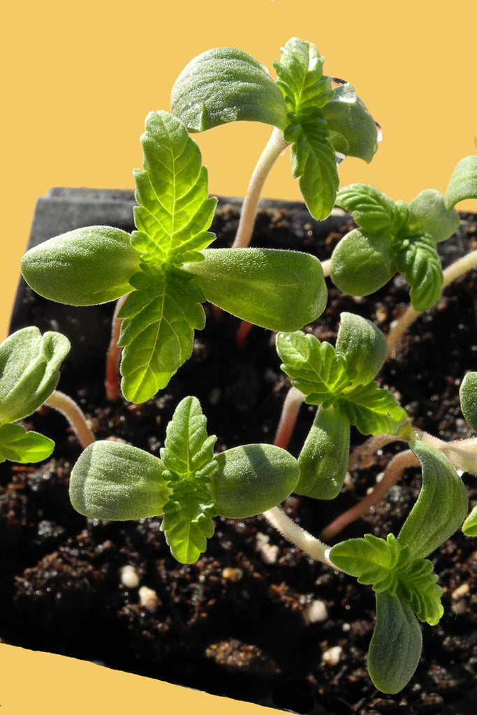 Sageberry Auto