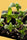 Sageberry Auto