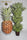 Satori BG/Pineapple x Mountain Gold (Limited Edition)