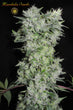 Satori BG/Pineapple x Mountain Gold (Limited Edition)