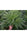 Satori - Mandala Seeds Shop Mandala Seeds