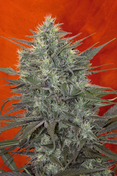 Satori (feminized edition)