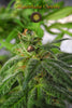 Satori x Mountain Gold (R&D) - Mandala Seeds Shop Mandala Seeds