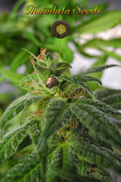 Satori x Mountain Gold (R&D) - Mandala Seeds Shop Mandala Seeds