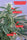 Satori x Mountain Gold (R&D) - Mandala Seeds Shop Mandala Seeds