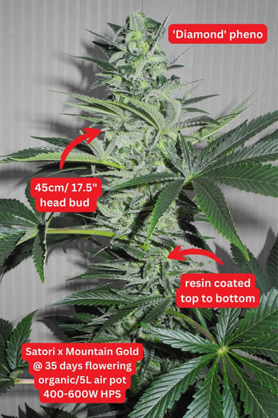 Satori x Mountain Gold (R&D) - Mandala Seeds Shop Mandala Seeds