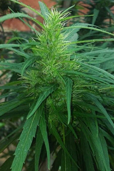 Sheelawathi (10 regular seeds) - Mandala Seeds Shop Indian Landrace Exchange