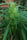 Sheelawathi (10 regular seeds) - Mandala Seeds Shop Indian Landrace Exchange