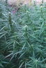 Sheelawathi (10 regular seeds) - Mandala Seeds Shop Indian Landrace Exchange