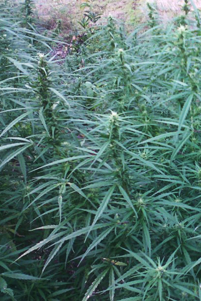 Sheelawathi (10 regular seeds) - Mandala Seeds Shop Indian Landrace Exchange