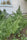 Siberian Ruderalis - Mandala Seeds Shop Khalifa Genetics