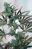 Skunk Haze