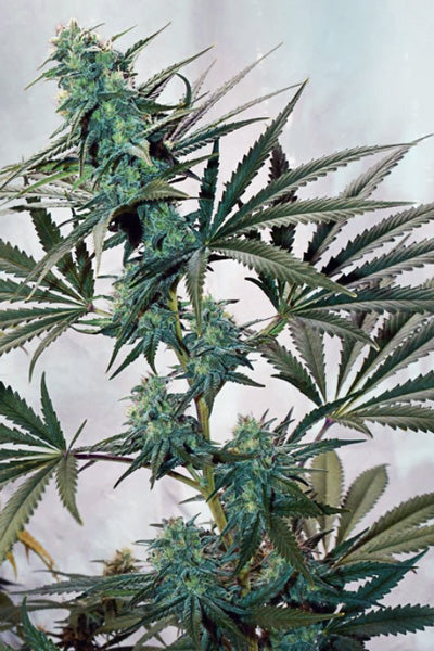 Skunk Haze