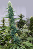 Skunk Haze