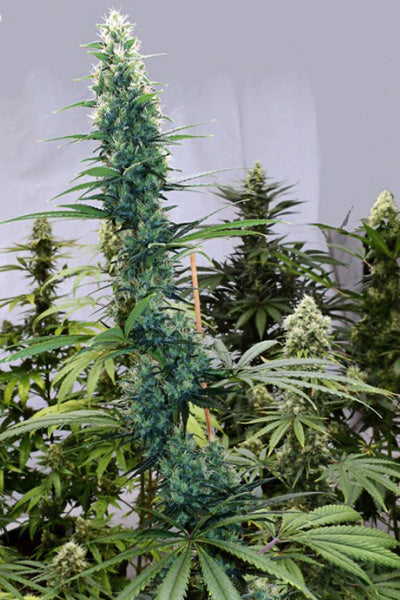 Skunk Haze