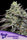 Smashberry Fumez
