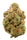 Sour Diesel