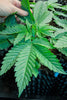 Speed Queen - Mandala Seeds Shop Mandala Seeds