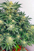 Sugar Black Rose - Mandala Seeds Shop Delicious Seeds