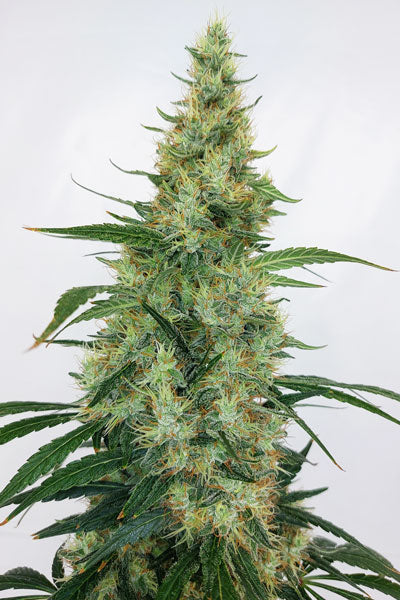 Super Panama Haze (Limited Edition)