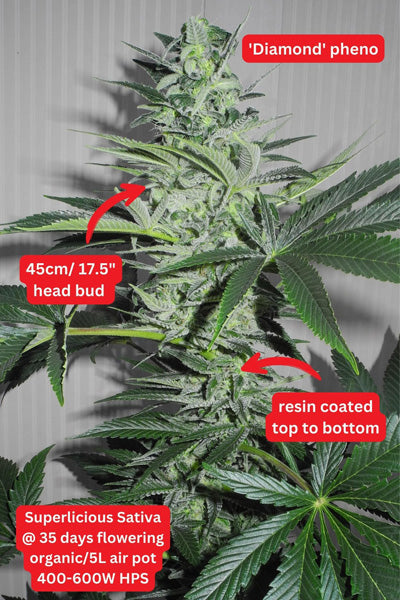Superlicious Sativa