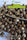Satori x Mountain Gold (R&D) - Mandala Seeds Shop Mandala Seeds