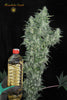 Superlicious Sativa