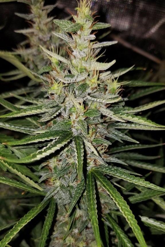 Thai x Panama - Mandala Seeds Shop Ace Seeds