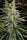 Thai x Panama - Mandala Seeds Shop Ace Seeds