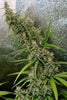 Thai x Panama - Mandala Seeds Shop Ace Seeds