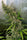 Thai x Panama - Mandala Seeds Shop Ace Seeds