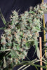 Thai x Panama - Mandala Seeds Shop Ace Seeds