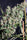 Thai x Panama - Mandala Seeds Shop Ace Seeds