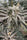 Trich Beast (Limited Edition)