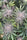 Trich Beast (Limited Edition)