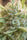 Unknown Kush - Mandala Seeds Shop Delicious Seeds