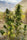 Yarkhun Valley