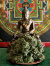 Mandala Seeds Shop