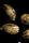 24K Gold - Mandala Seeds Shop DNA Genetics
