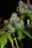 Afghan Lemon - Mandala Seeds Shop Khalifa Genetics