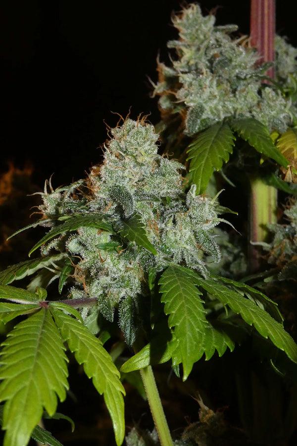 Afghan Lemon - Mandala Seeds Shop Khalifa Genetics