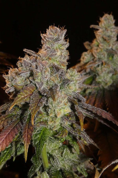 Afghan Lemon