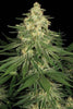 Allkush - Mandala Seeds Shop Paradise Seeds