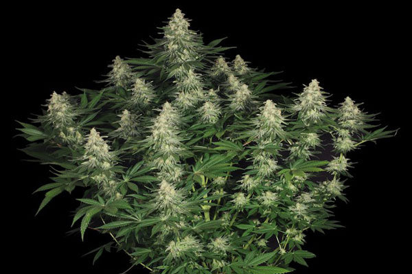 Allkush - Mandala Seeds Shop Paradise Seeds