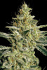 Allkush - Mandala Seeds Shop Paradise Seeds