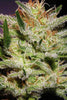 Amnesia Haze