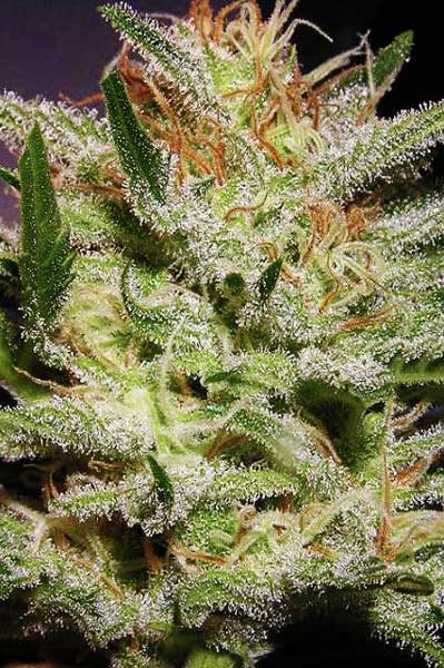Amnesia Haze
