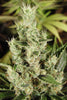 Amnesia Haze - Mandala Seeds Shop Soma Seeds